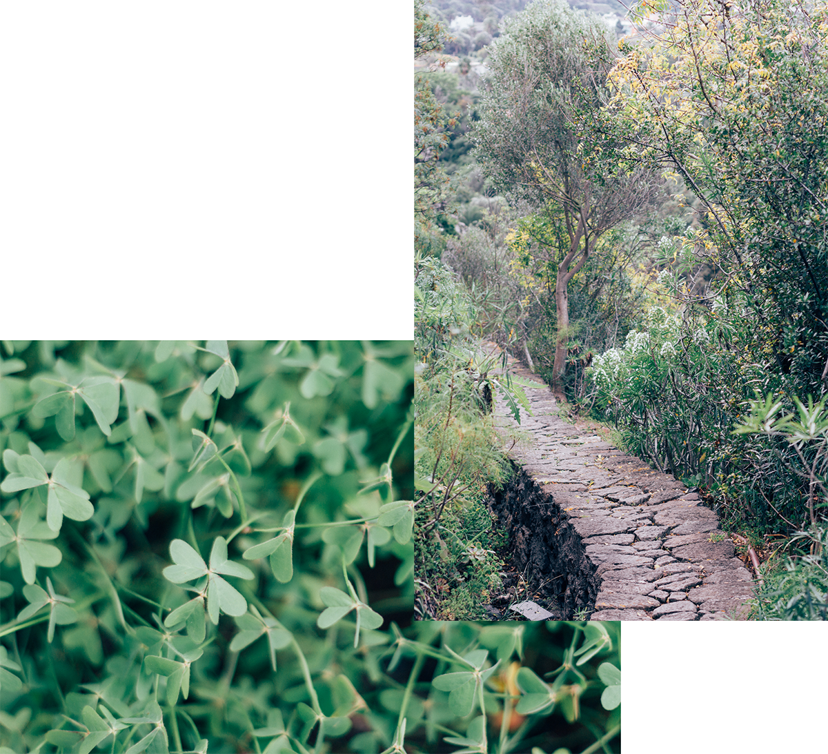 Botanical Garden of Gran Canaria - Hannelore Veelaert for Au pays des merveilles