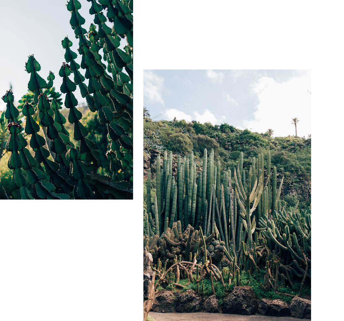 Botanical Garden of Gran Canaria - Hannelore Veelaert for Au pays des merveilles