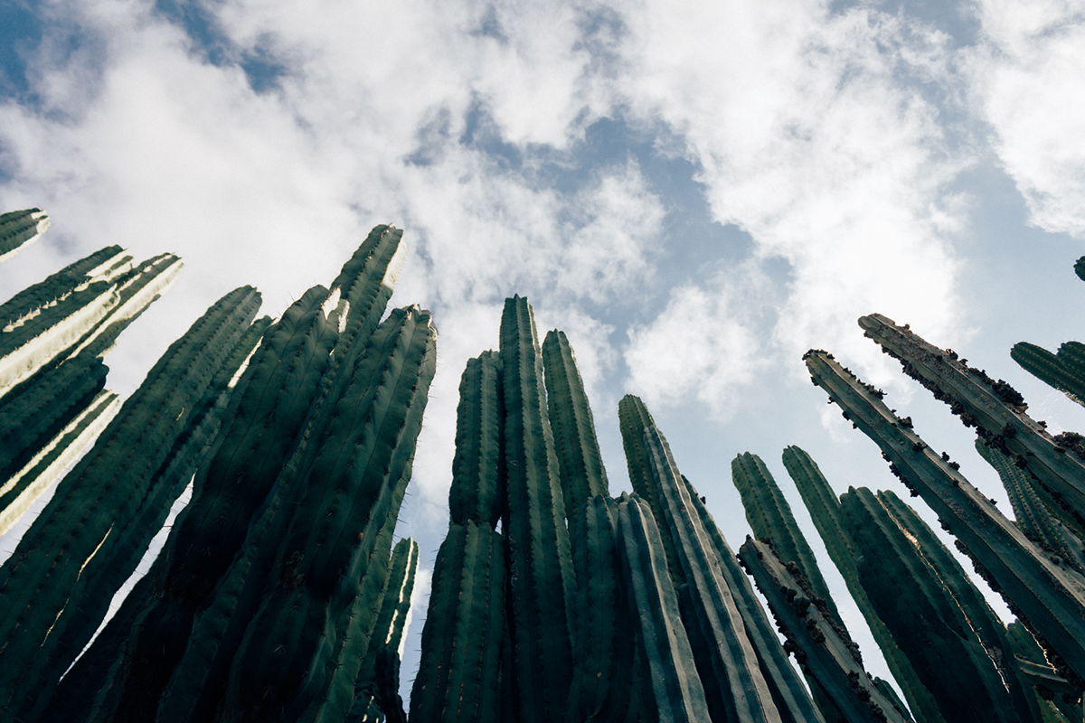 Botanical Garden of Gran Canaria - Hannelore Veelaert for Au pays des merveilles