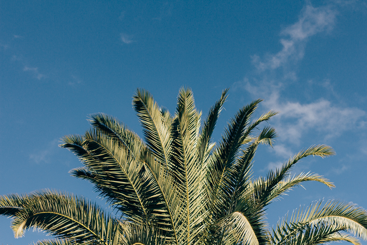 Botanical Garden of Gran Canaria - Hannelore Veelaert for Au pays des merveilles