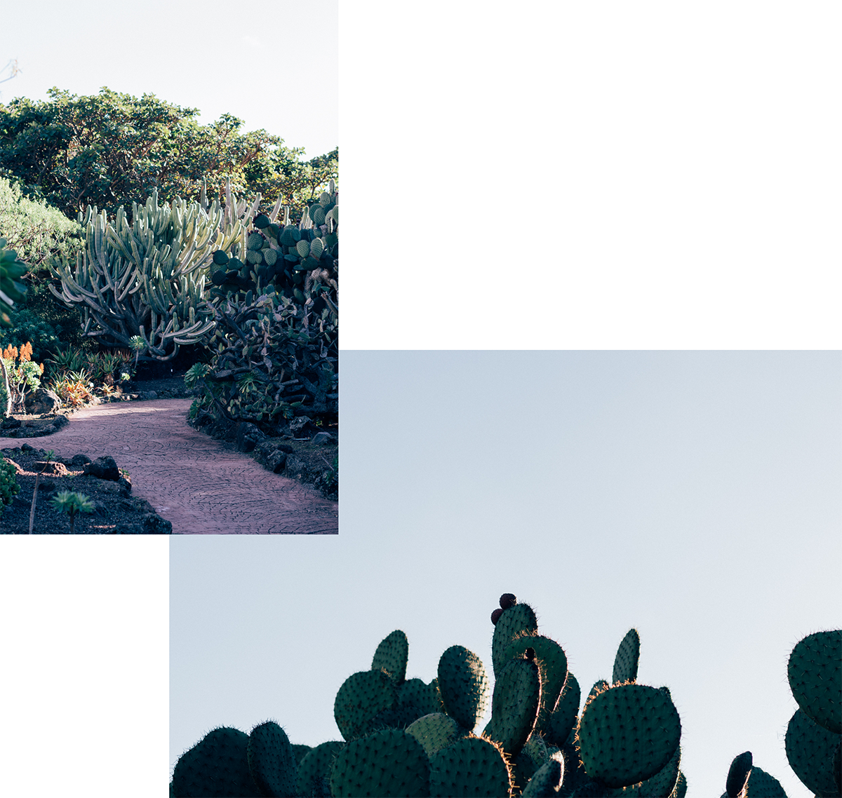 Botanical Garden of Gran Canaria - Hannelore Veelaert for Au pays des merveilles