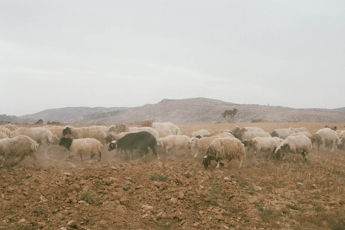 FRAGMENTS_ a road trip through Jordan