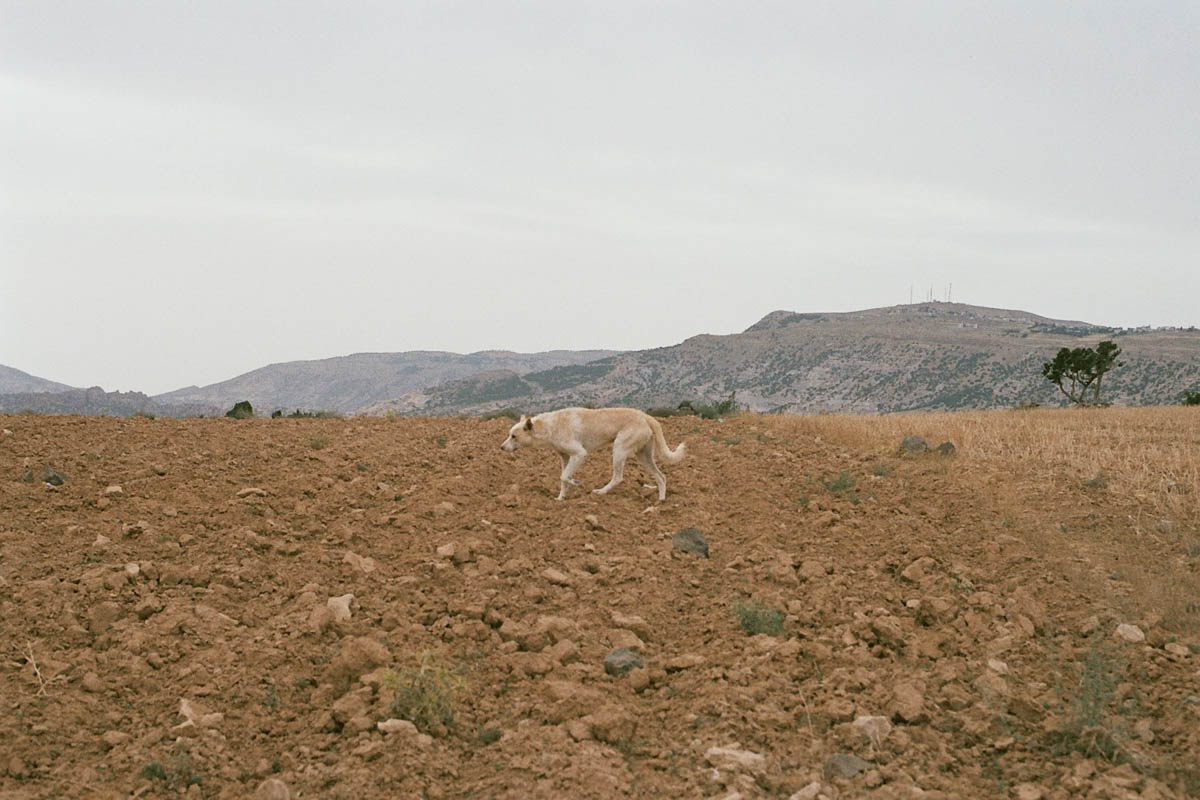 FRAGMENTS_ a road trip through Jordan